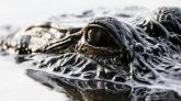 Floride : un alligator tenait le corps d'une femme entre ses mâchoires