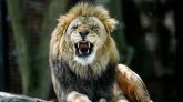 Japon : un gardien mortellement blessé par un lion dans un parc animalier