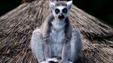 Madagascar : quatre espèces de lémuriens parmi les plus menacés au monde