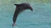 Landes : une vingtaine de cadavres de dauphins découverts sur les plages en 2 jours 