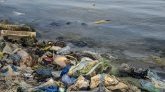 Le WWF tire la sonnette d'alarme sur la pollution plastique marine