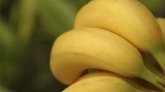 La bonne astuce pour conserver les bananes fraîches le plus longtemps possible