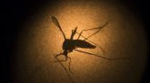Épidémie de Dengue au Bangladesh : plus de 1000 décès signalés depuis le début de l'année