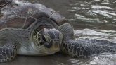 Braconnage : "Au moins 10% des tortues qui viennent pondre à Mayotte" en sont victimes