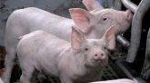 Des porcs génétiquement modifiés, des potentiels donneurs d'organes 