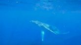 Saison des baleines : les images de la première baleine à bosse de la saison 2023 !