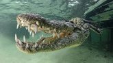 Essonne : un couple détenait deux crocodiles dans sa cave depuis 20 ans