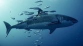 Tobago : happé par un requin, un vacancier britannique se retrouve dans un état critique 