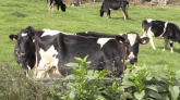 Leucose bovine : la Sicalait jugée responsable de la contamination d'un élevage