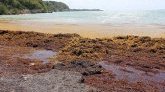 Algues aux Antilles : vers la mise en place d'un "service public anti-sargasses"