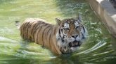 Afrique du Sud : panique à Johannesburg à cause d'un tigre en liberté