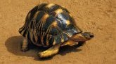 Madagascar : la tortue radiata en danger critique d'extinction
