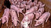 Peste porcine africaine : l'épidémie se rapproche de l'élevage français