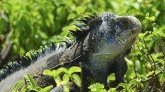 Costa Rica : mordue par un iguane, une fillette de 3 ans développe une infection rare 