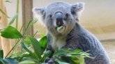 Australie : les koalas classés comme espèce "en danger", proche de l'extinction 
