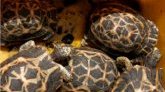 Madagascar : 113 tortues étoilées saisies à l'aéroport 